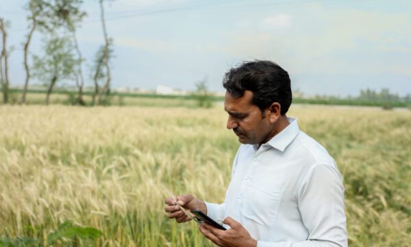 Farmer in Pakistan checking his wheat crop following procedures for biopesticide registration in Pakistan