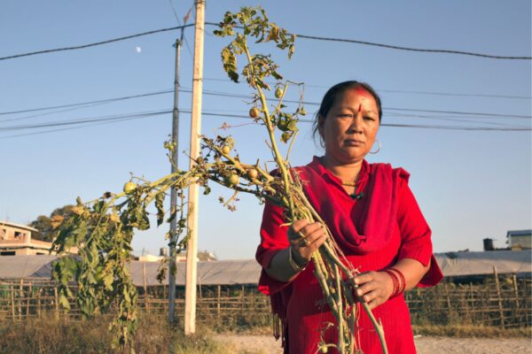 Tomato farmer in Nepal
