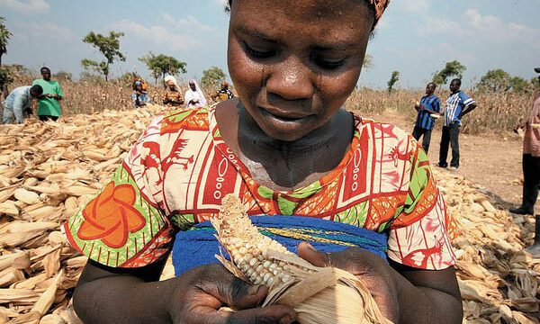 african-farmer-with-maize