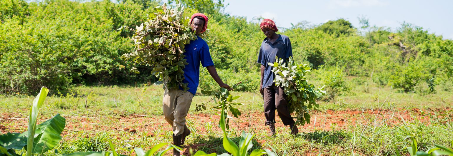 African farmers in field