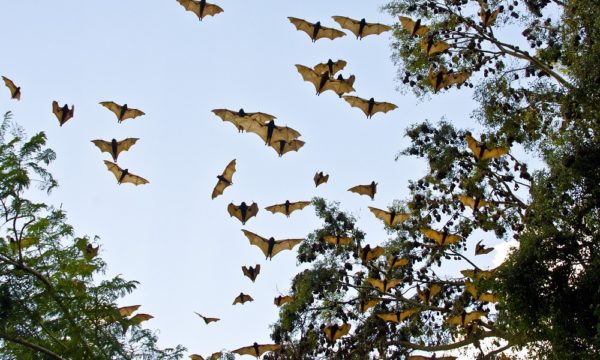 bats-3495777_1280