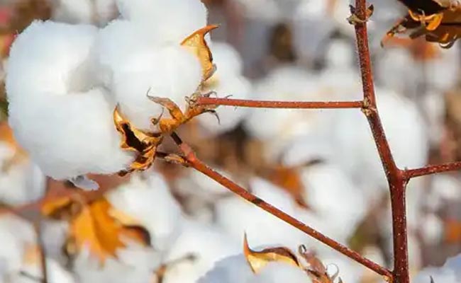 Cotton Commodity channel