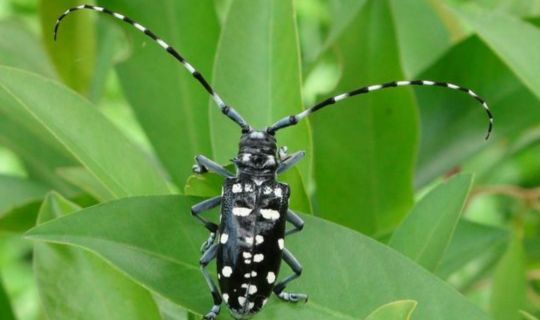 beetle on leaf