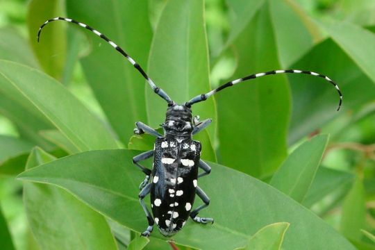 Long horned beetle