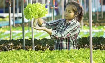 Woman farmer in greenhouse looking at lettuce