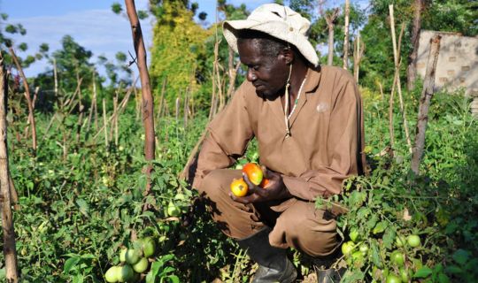 Tomato farmer in his field with a handful of tomatoes