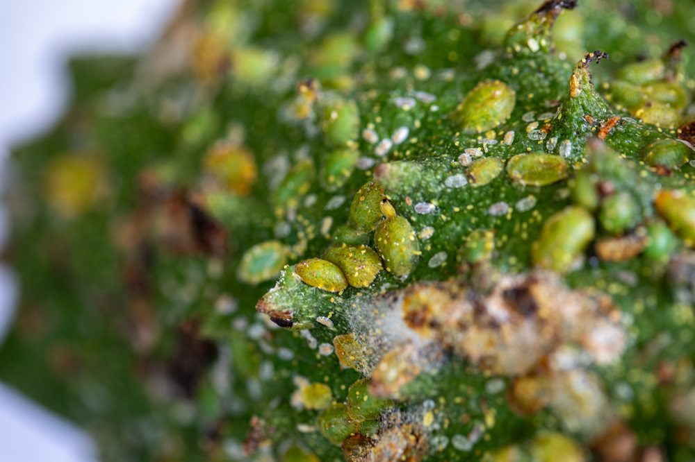 A soursop fruit with Croton Scale on it in Grenada.