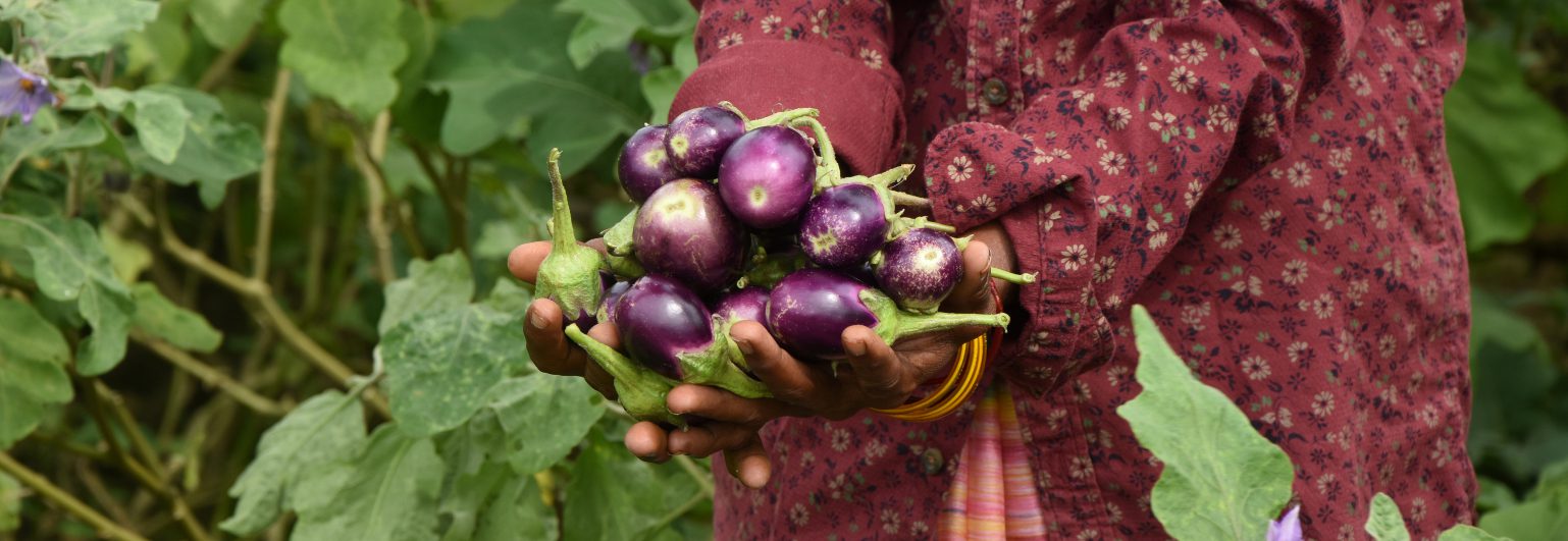 A Plant Doctor in her farm cultivating paddy, okra and brinjal