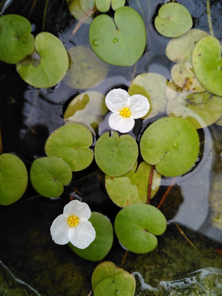 European frogbit