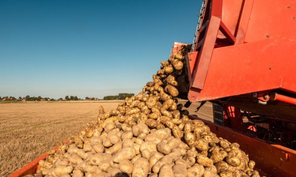 Potato harvesting