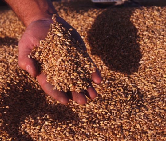 A hand holding seeds