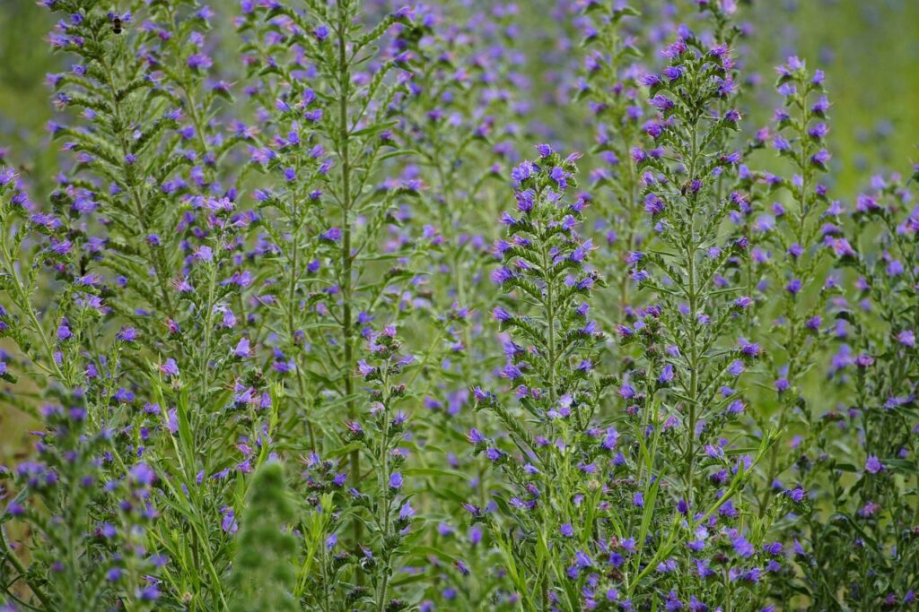 Blueweed, Echium vulgare. Credit: Pixabay, jhenning