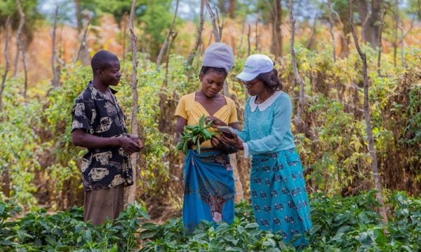 Zambia farmers